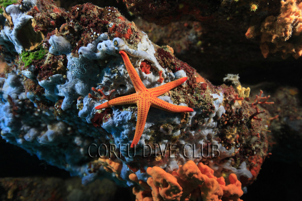 Starfish with CorfuDiveClub